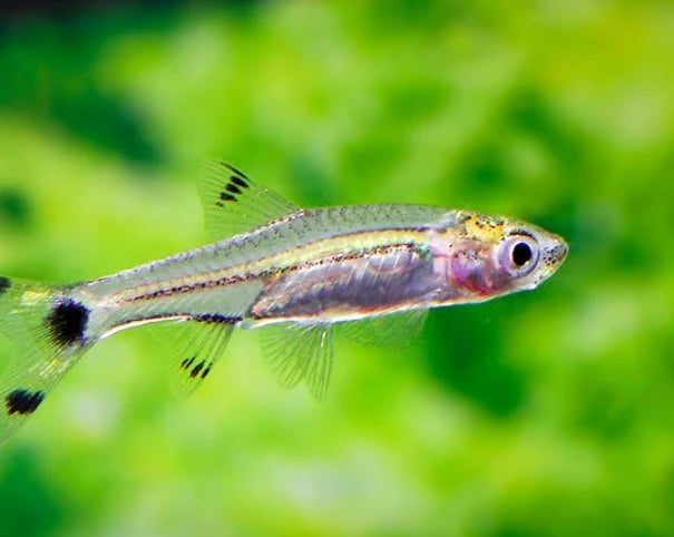 Scissortail Rasbora Medium Large
