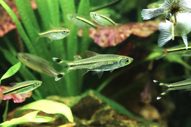 Scissortail Rasbora Medium Large