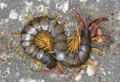 Egyptian Blue Leg Centipede | Scolopendra cingulata (S)