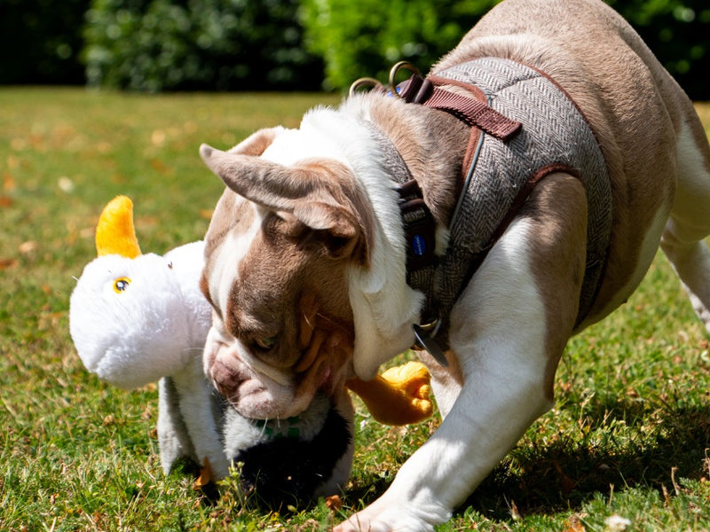 Seagull Dog Toy