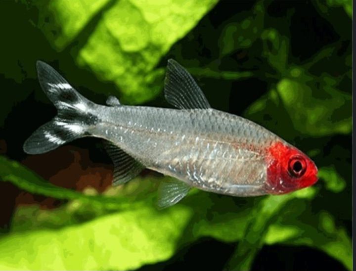 Rummynose Tetra (ML)