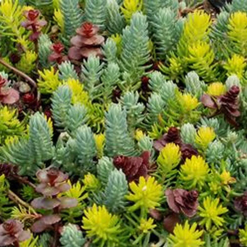 Sedum Mixed (9cm)