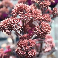 Sedum Chocolate Drop 2 Litre