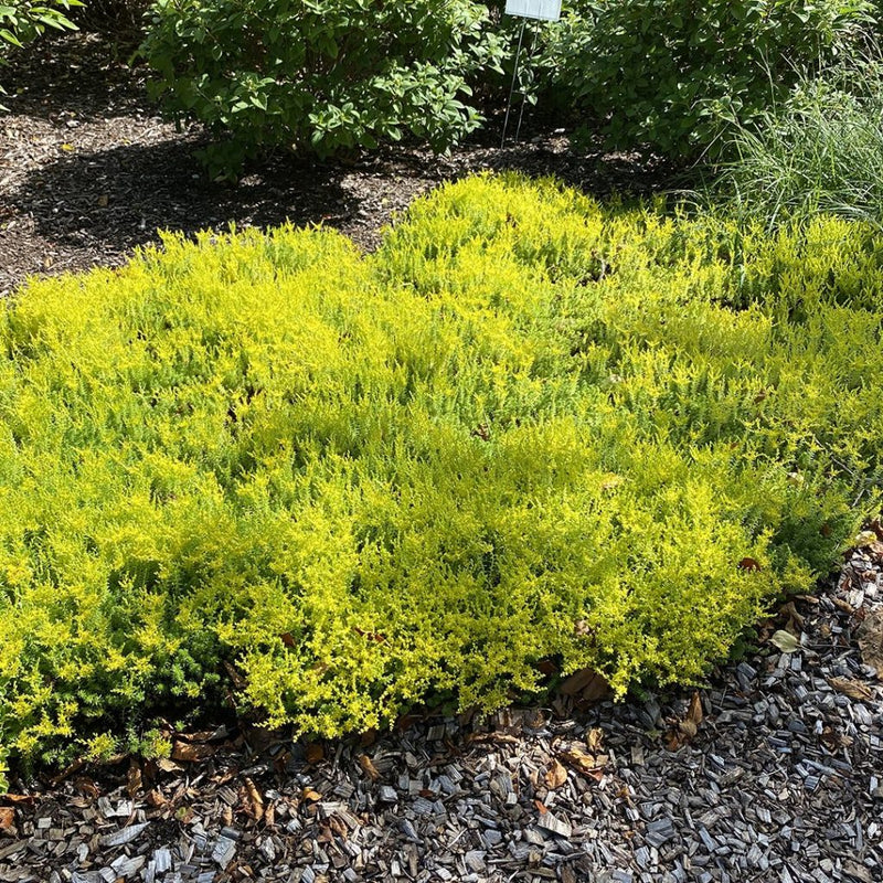 Sedum Sexangulare Alpine in 9cm Pot