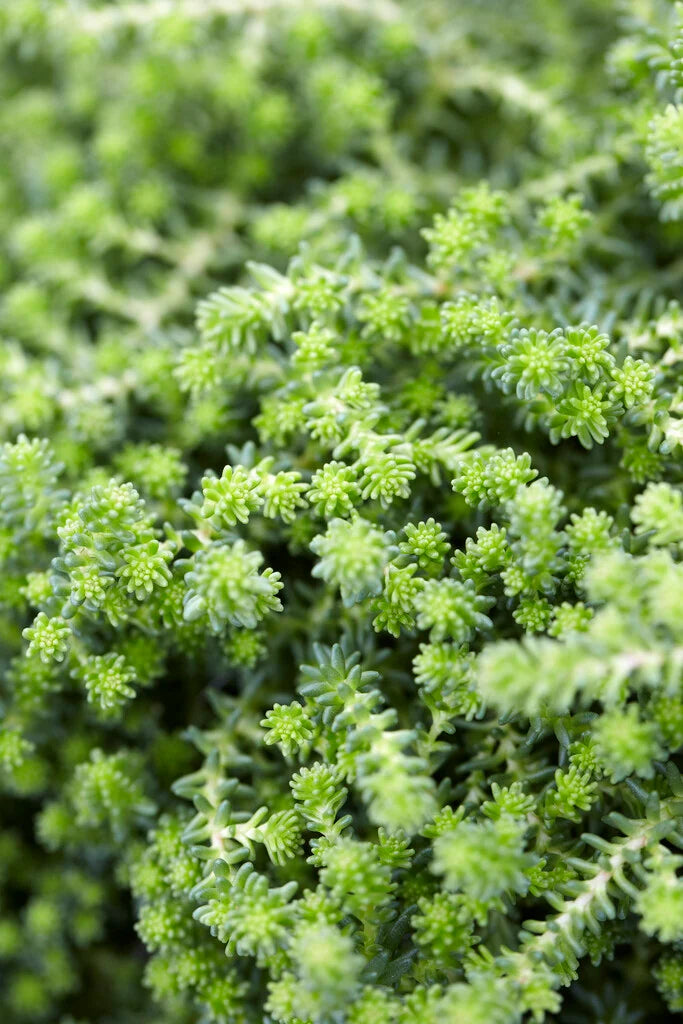 Sedum Sexangulare Alpine in 9cm Pot