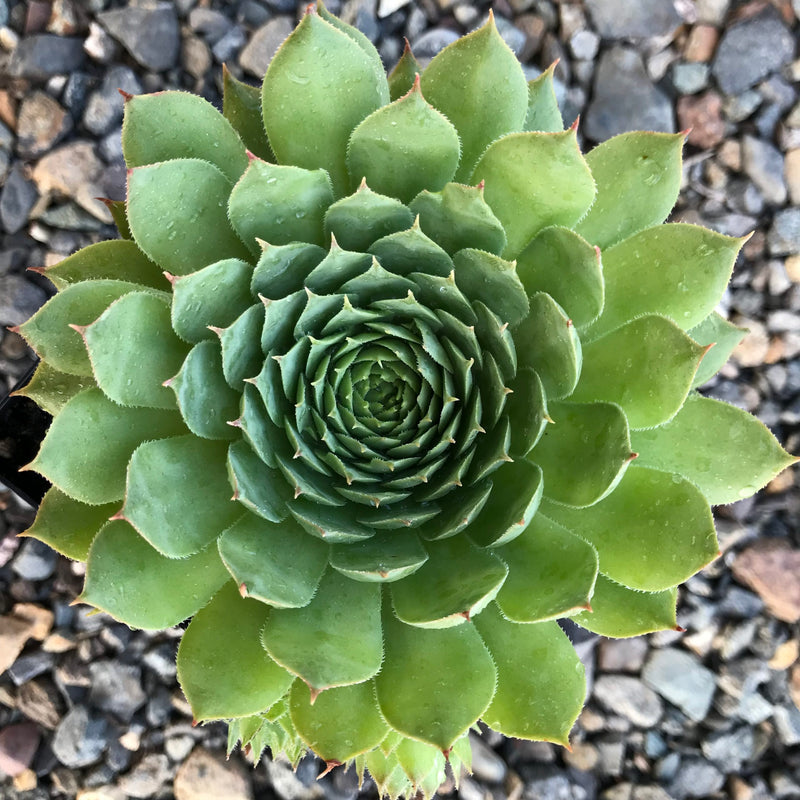 Sempervivum Green