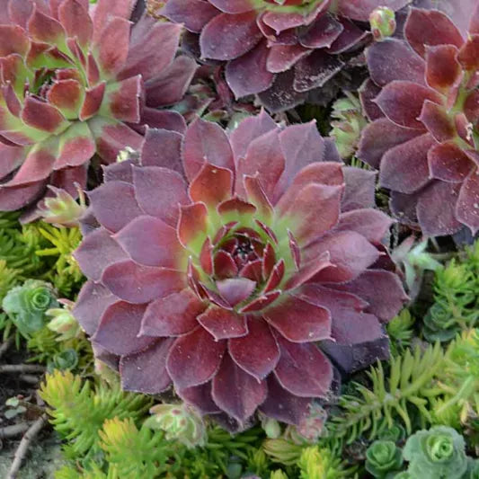Sempervivum Mahogany 9cm