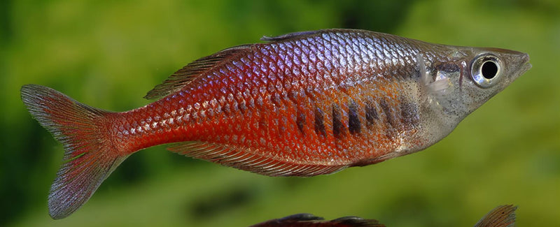 Sentani Rainbowfish | Chilatherina sentaniensis 4-5cm