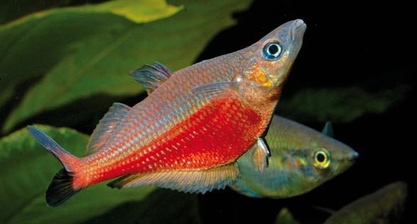 Sentani Rainbowfish | Chilatherina sentaniensis 4-5cm