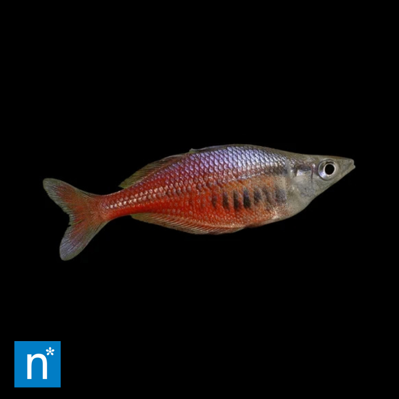 Sentani Rainbowfish | Chilatherina sentaniensis