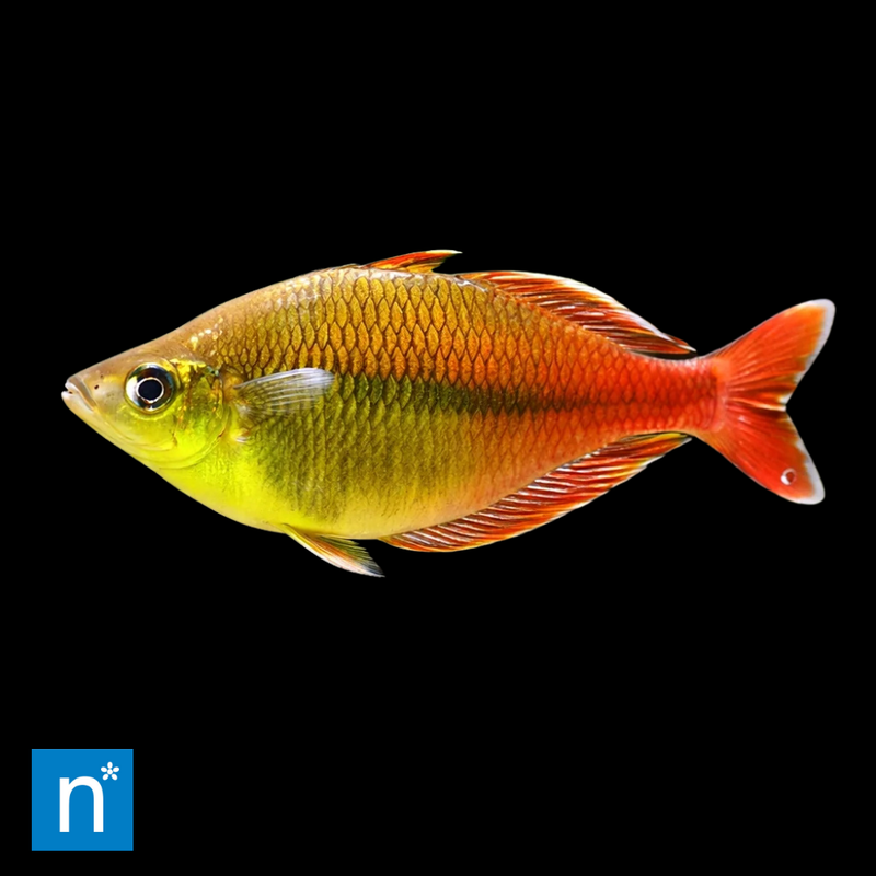 Sentani Rainbowfish | Chilatherina sentaniensis