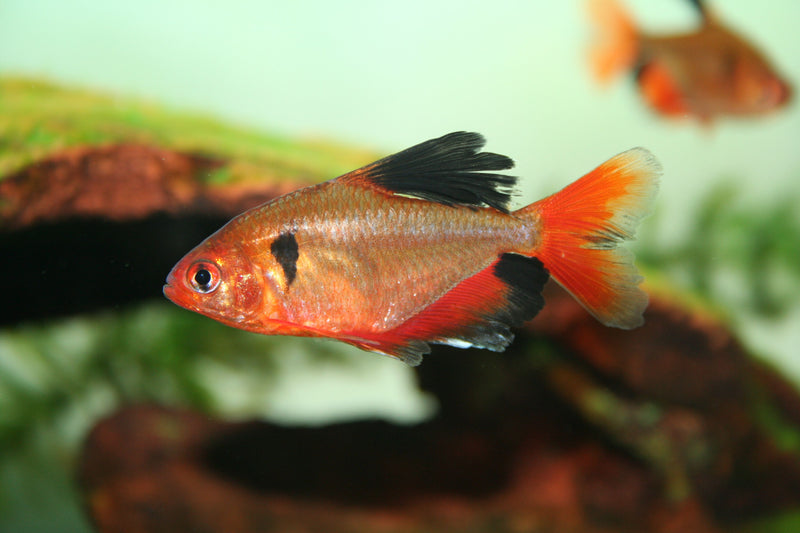 Serpae Tetra (Large)