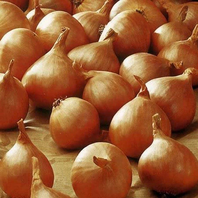 Shallots 'Golden Gourmet' (50 Bulbs Per Pack)