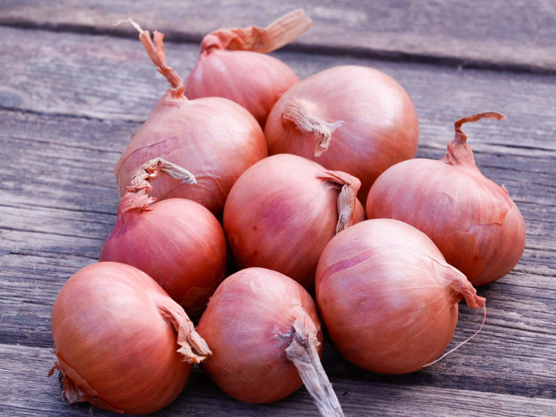 Shallots 'Red Sun' (50 Bulbs Per Pack)