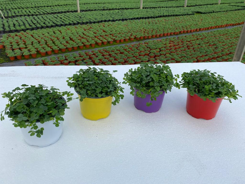 Shamrock Plant  For St. Patrick's Day 1 Litre Pot