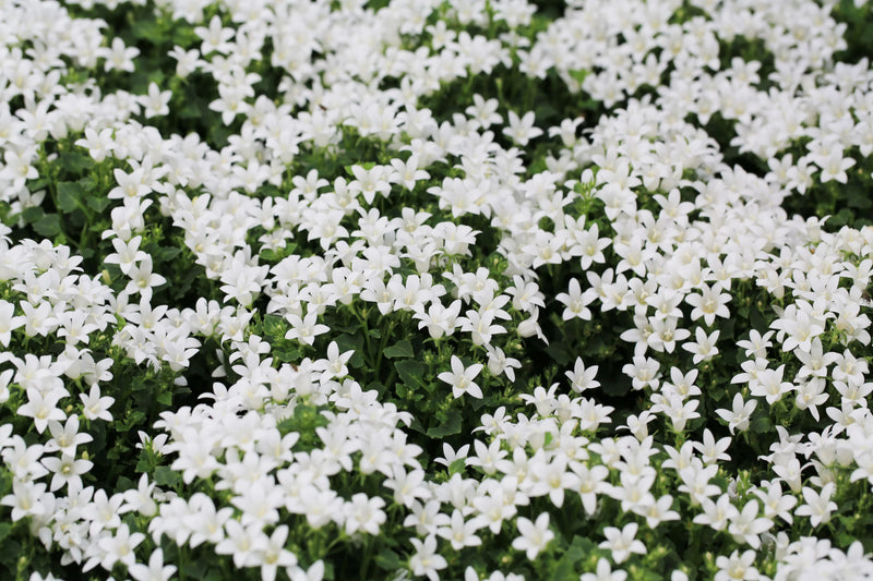 Campanula Clockwise White Blush (9cm)