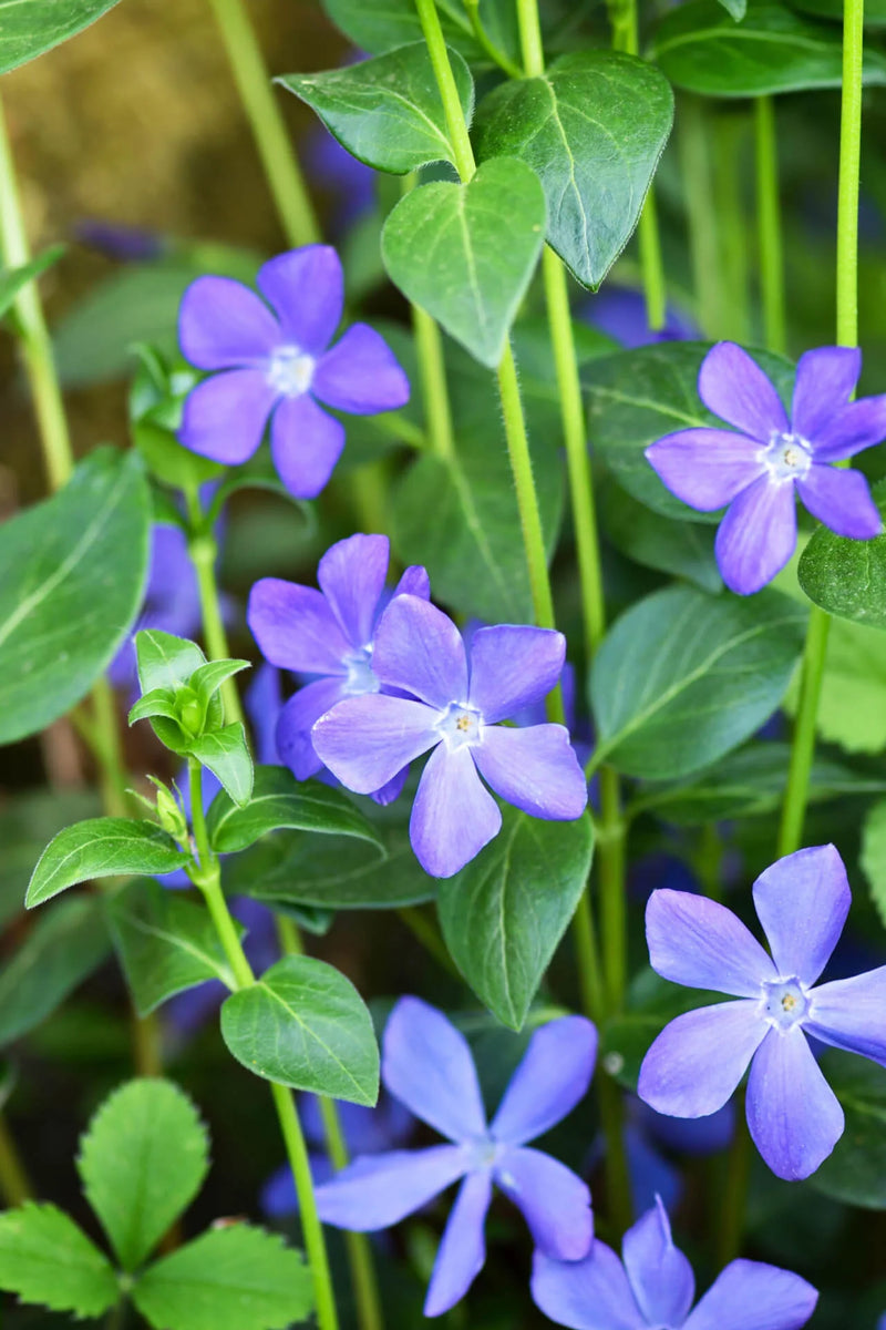 Lesser Periwinkle – Vinca minor