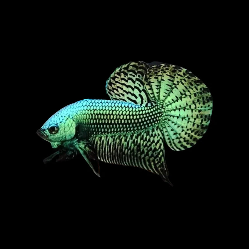 Siamese Fighter Alien Green