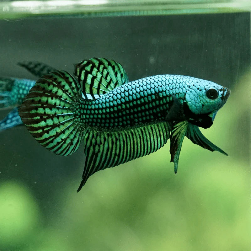 Siamese Fighter Alien Green