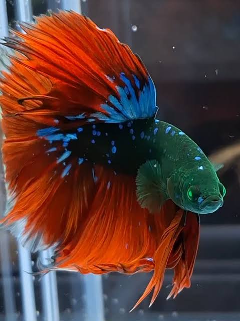 Siamese Fighter Crowntail Green Eye Hulk