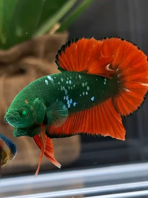 Siamese Fighter Crowntail Green Eye Hulk