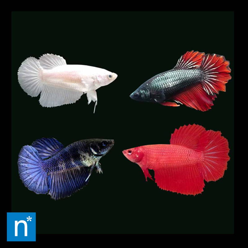 Siamese Fighter Female Assorted | Betta splendens (3.5–4cm)