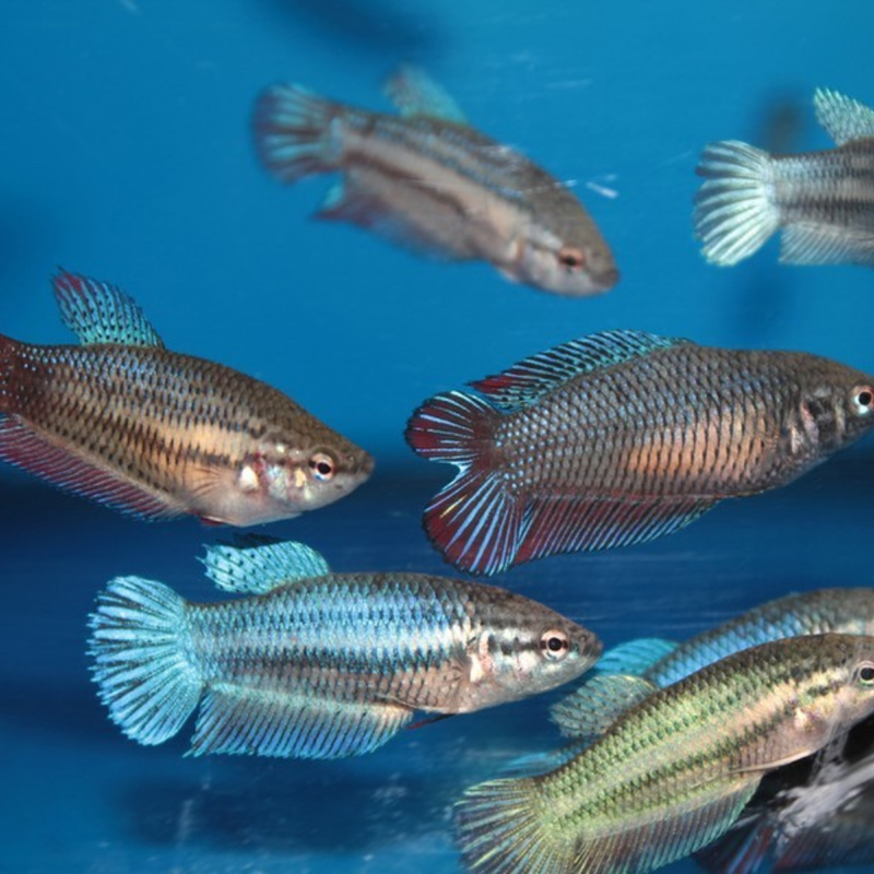 Siamese Fighter Female Assorted | Betta splendens (3.5–4cm)