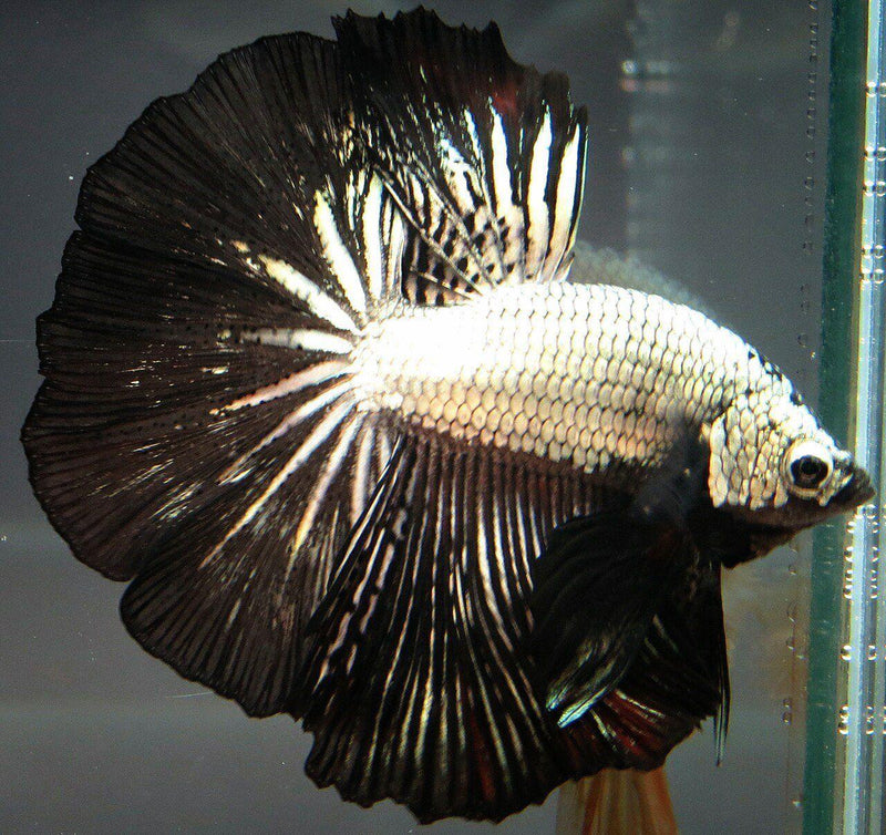 Siamese Fighter Halfmoon Dragon Mix
