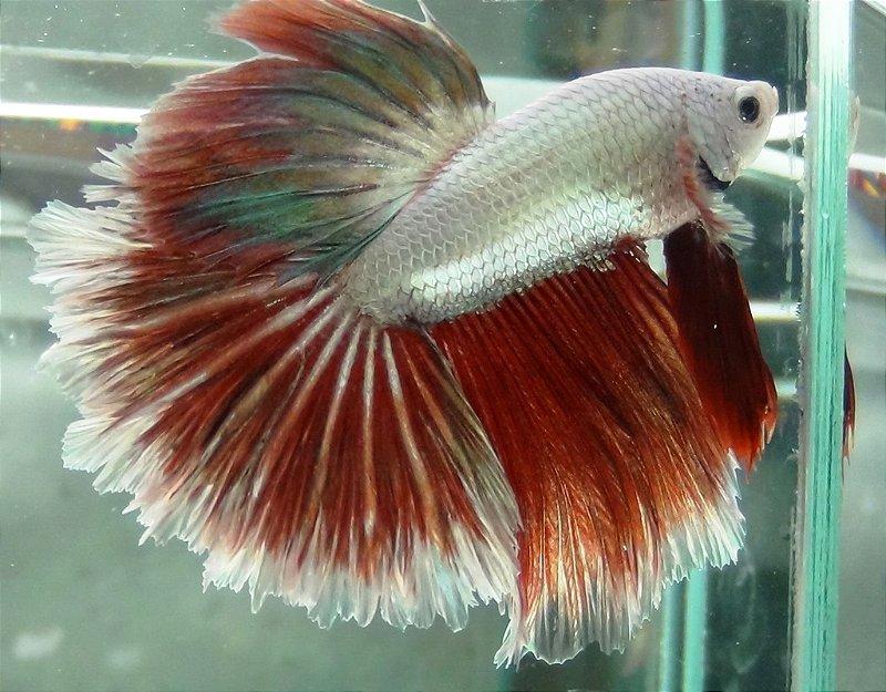 Siamese Fighter Halfmoon Dragon Mix