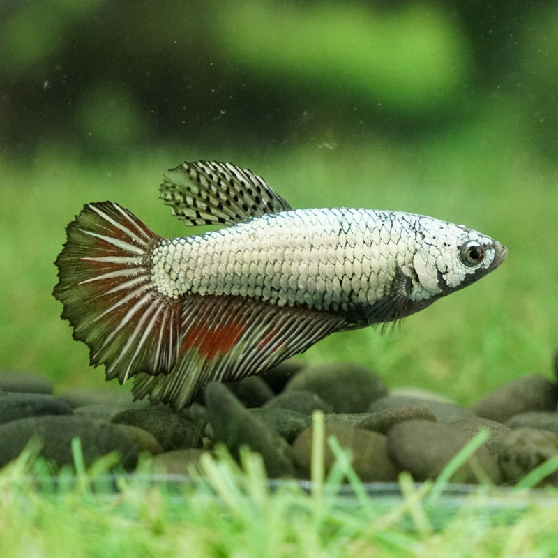 Siamese Fighter Halfmoon Dragon Mix