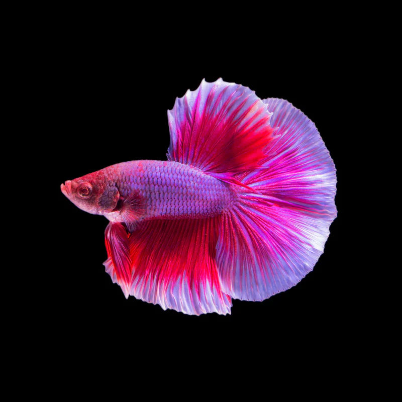 Siamese Fighter Halfmoon Plakat Mix