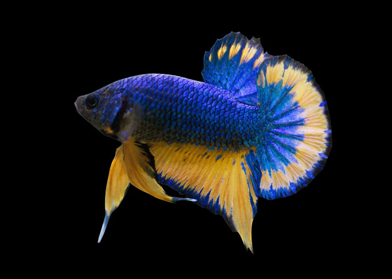 Siamese Fighter Halfmoon Plakat Mix