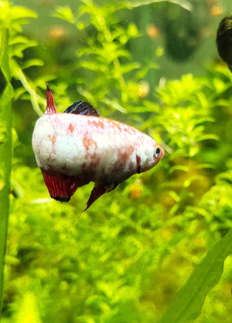 Siamese Fighter Nemo Candy Female Medium Large