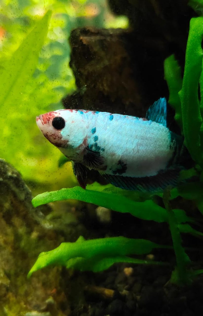 Siamese Fighter Nemo Candy Female Medium Large