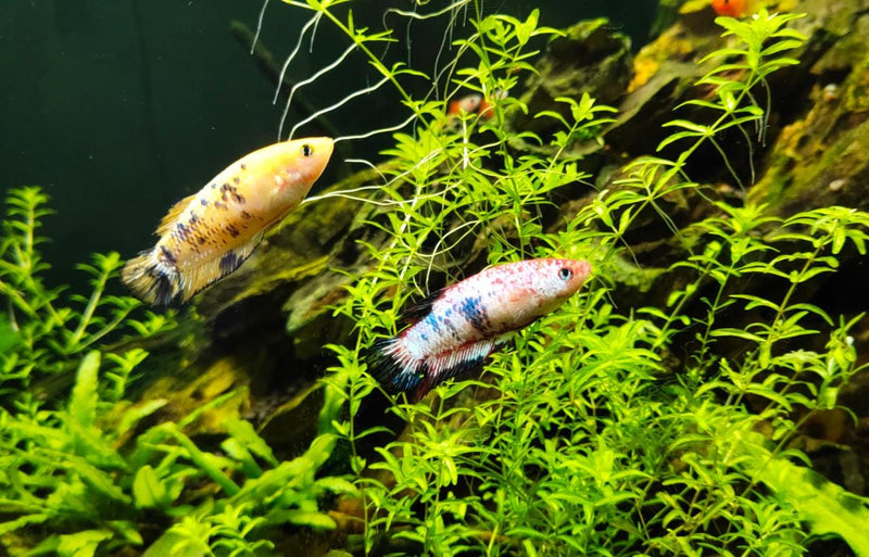 Siamese Fighter Nemo Candy Female Medium Large