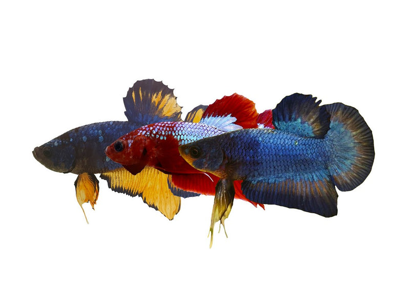 Siamese Fighter Plakat Male | Betta spl. male Plakat mix XL