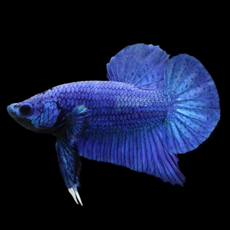 Siamese Fighter Veiltail Blue