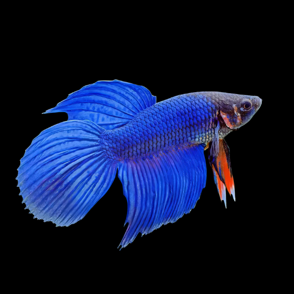 Siamese Fighter Veiltail Blue
