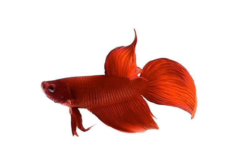 Siamese Fighter Veiltail Red Male | Betta spl. male Velitail Red XL