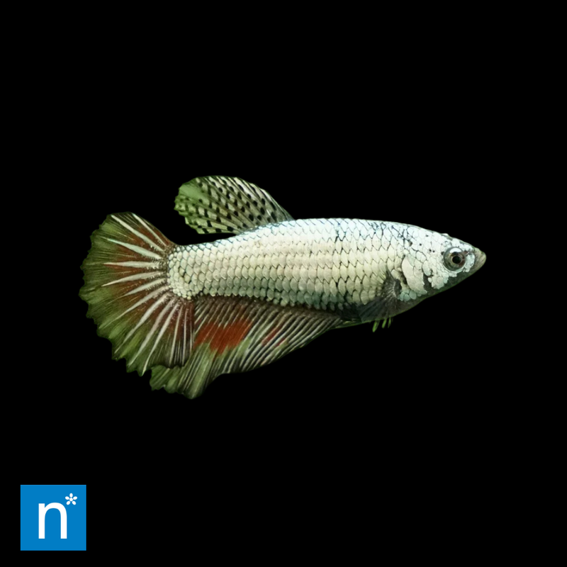 Extra Large Male Halfmoon Dragon Siamese Fighter | Betta splendens