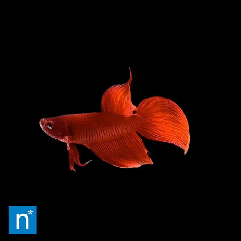 Extra Large Red Male Veiltail Siamese Fighter | Betta splendens