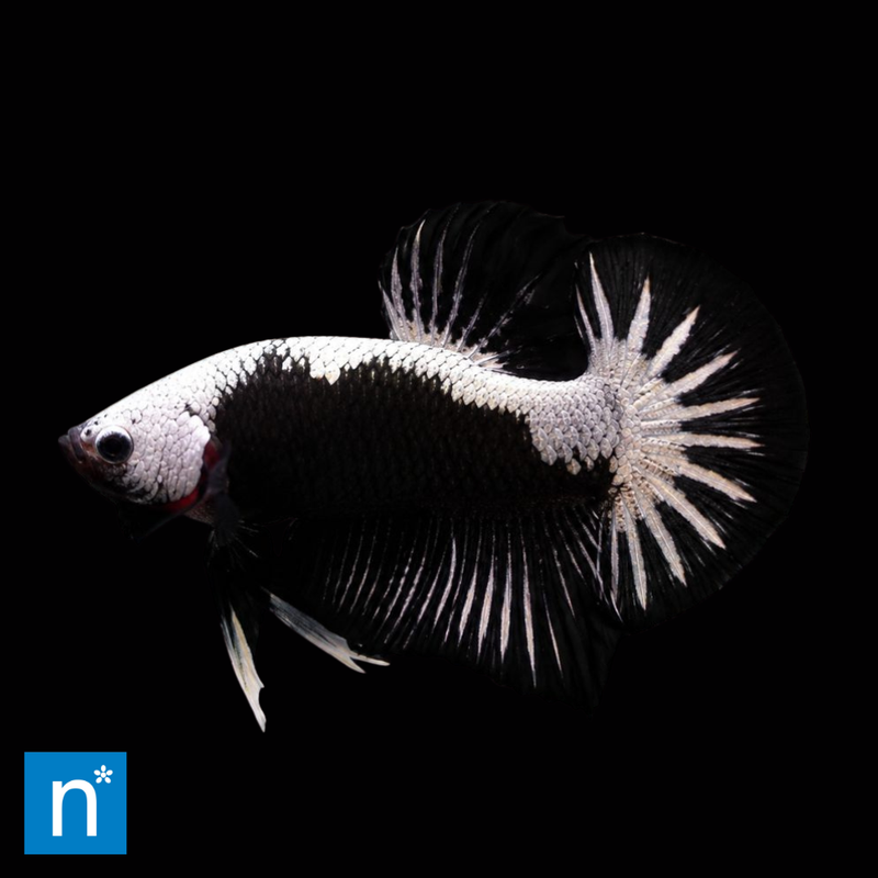 Black Samurai Plakat Siamese Fighter Male (Large) | Betta splendens