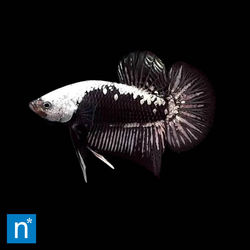 Black Samurai Plakat Siamese Fighter Male (Large) | Betta splendens