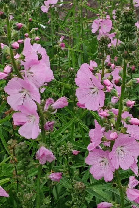 Sidalcea 'Shimmer' 2L