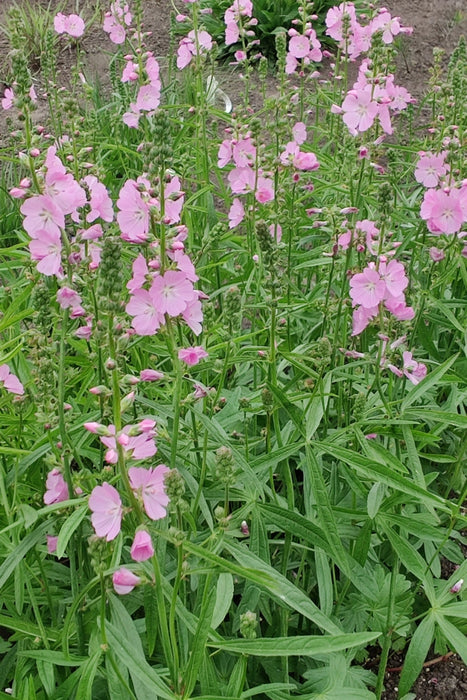 Sidalcea 'Shimmer' 2L