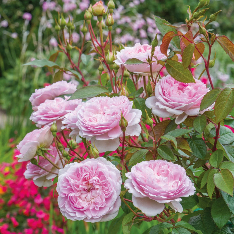 Silas Marner David Austin Fragrant Rose 6 Litre