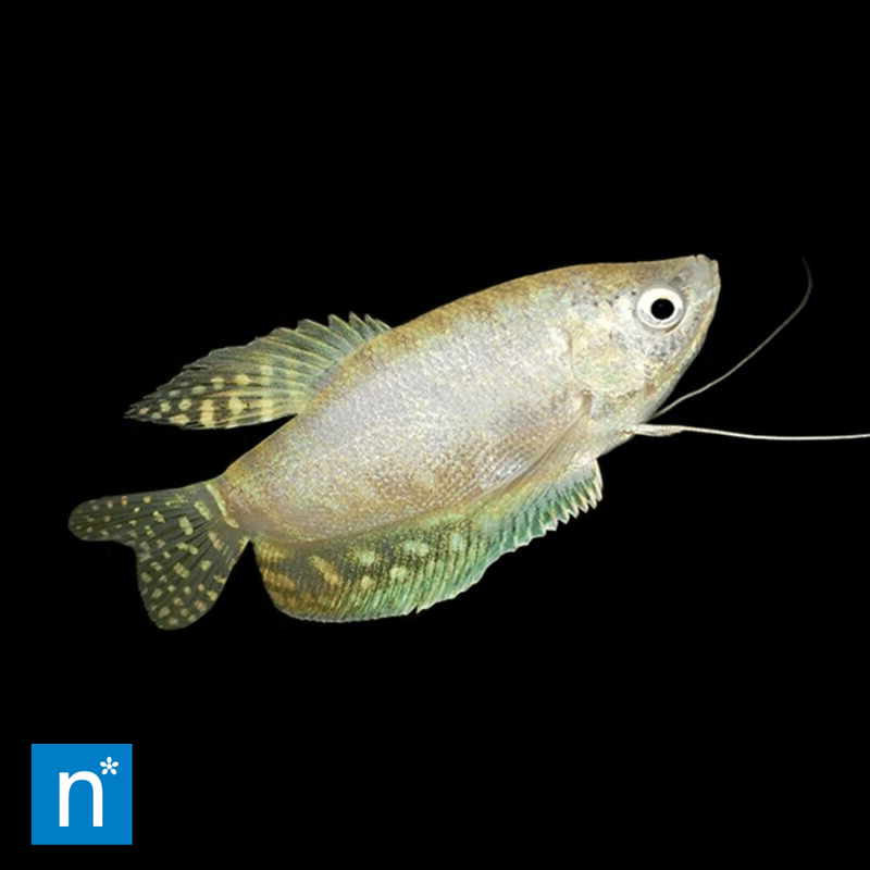 Silver Platinum Three-Spot Gourami | Trichopodus trichopterus