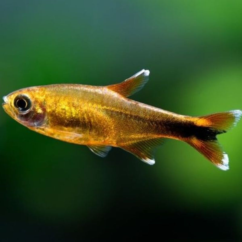 Silvertip Tetra (XL)