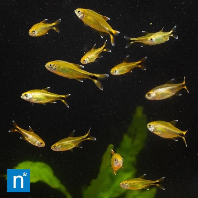 Silvertip Tetra | Hasemania nana