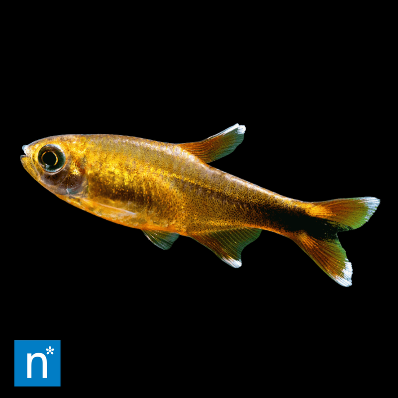 Silvertip Tetra | Hasemania nana